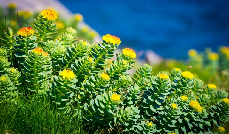 Rhodiola Rosea
