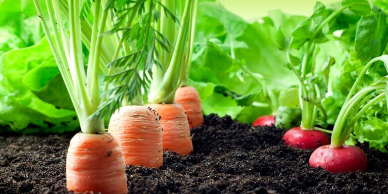 Vegetables in the soil