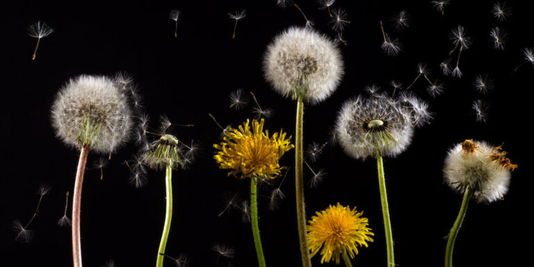 Dandelion White and Yellow
