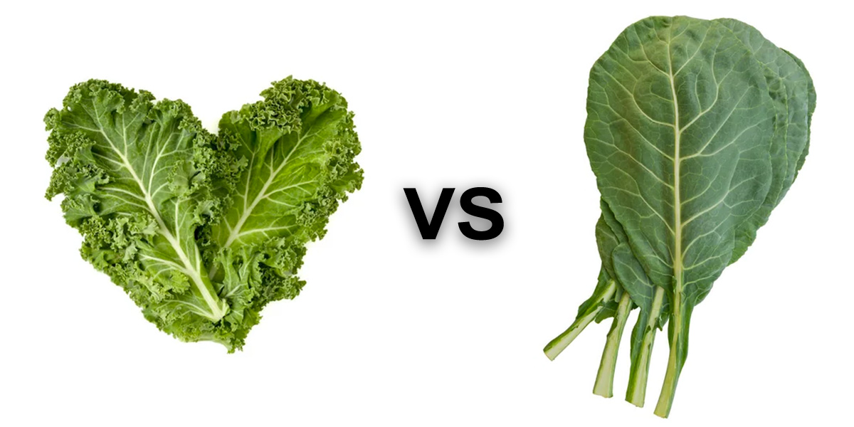 Kale Vs Collard Greens What Is The Difference 2834