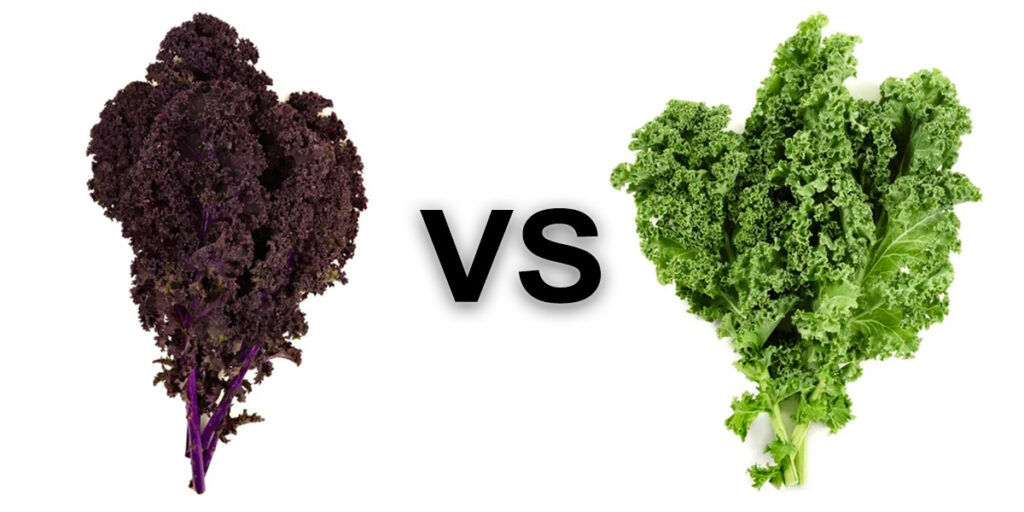 Red Kale and Green Kale