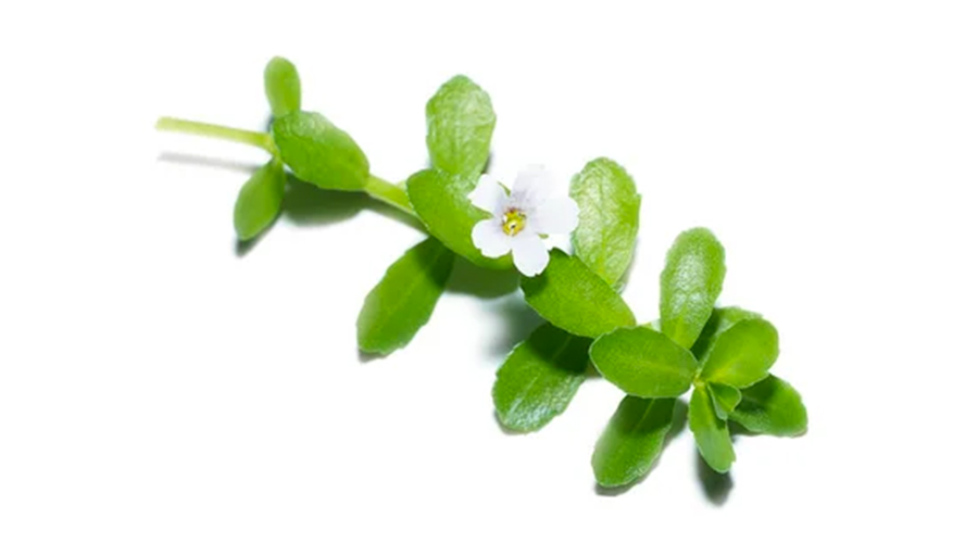 Bacopa Brahmi Leaf