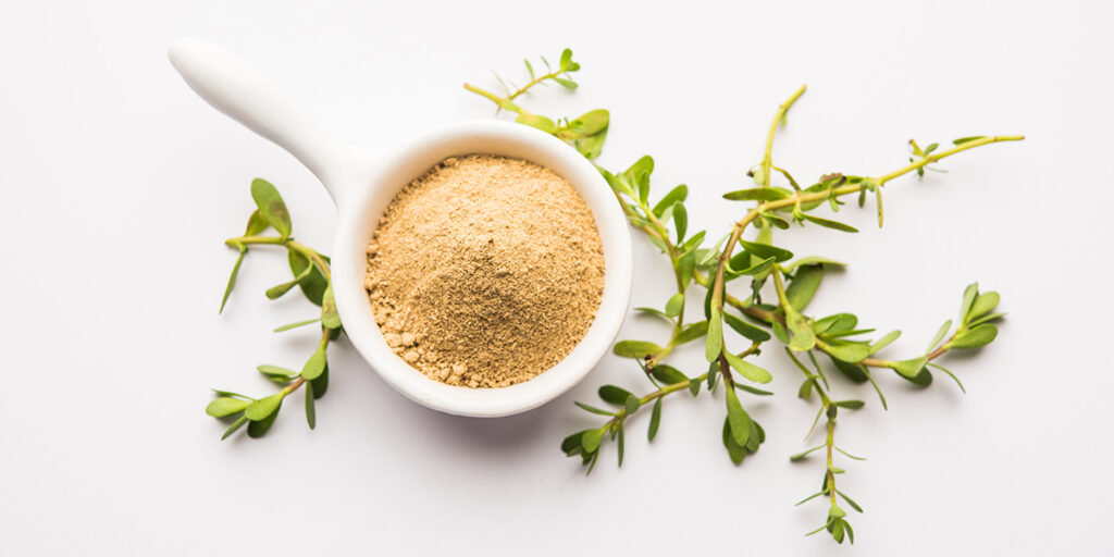 Bacopa monnieri herb plant or Ayurvedic Brahmi