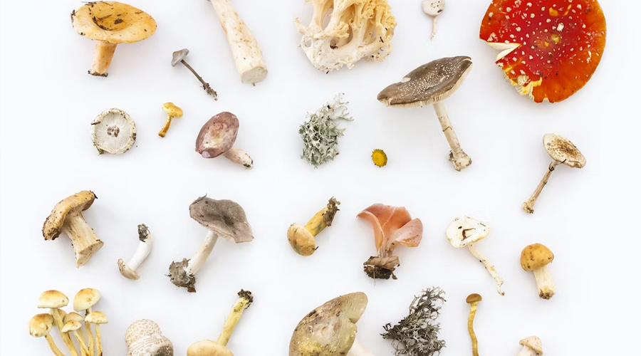 Mushrooming