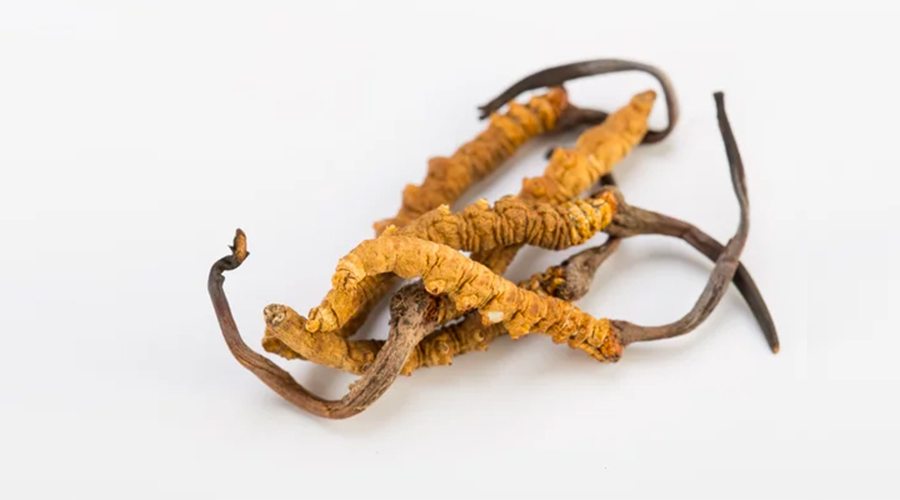Yarsagumba Cordyceps sinesis