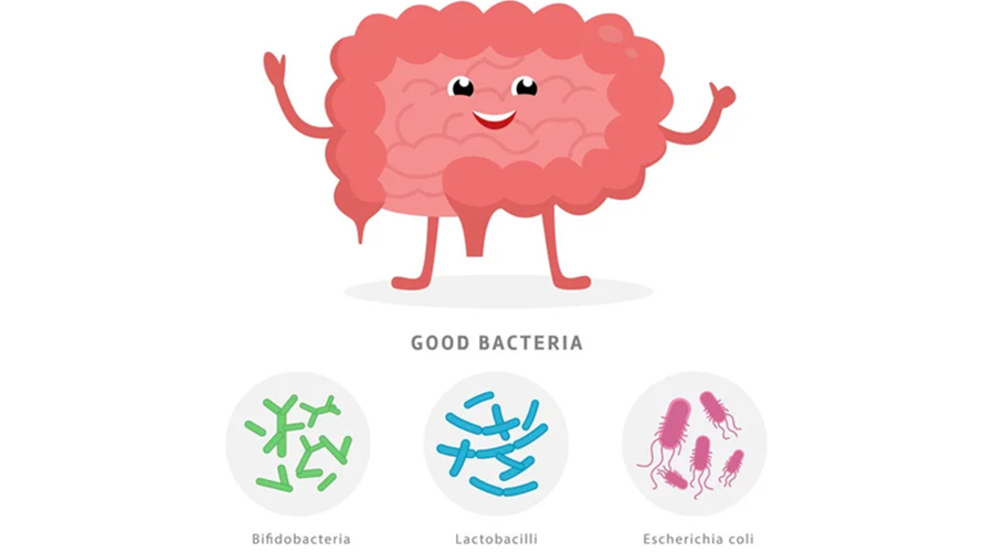 probiotics good bacterias