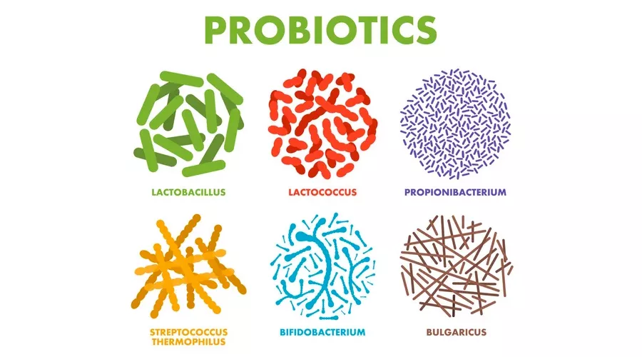 Probiotics Good bacteria and microorganisms