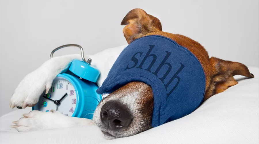 Dog sleeping with alarm clock