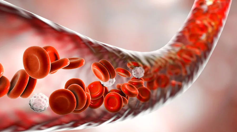 Blood Flow