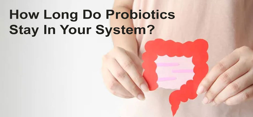 How Long Do Probiotics Stay In Your System